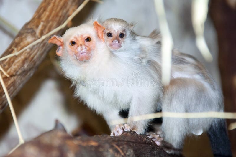 Bebê Branco-dirigido Do Sagui Foto de Stock - Imagem de macaco