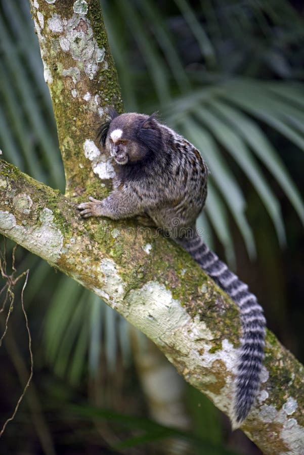 sagui Preto-adornado, primata endêmico de Brasil