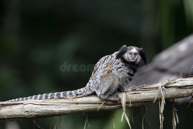 Macaco Sagui Na Floresta Tropical Do Rio De Janeiro Foto de Stock - Imagem  de habitat, exterior: 255482272