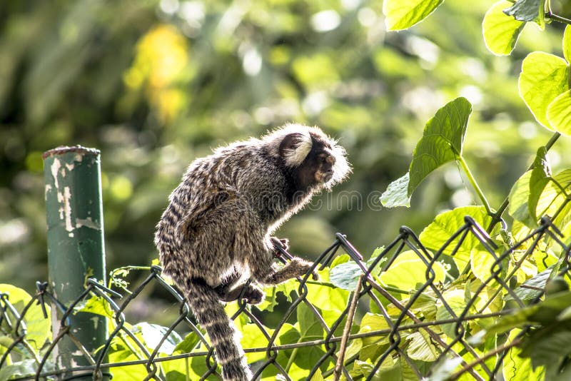 7.000+ Sagui fotos de stock, imagens e fotos royalty-free - iStock