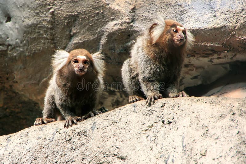 Bebê Branco-dirigido Do Sagui Foto de Stock - Imagem de macaco