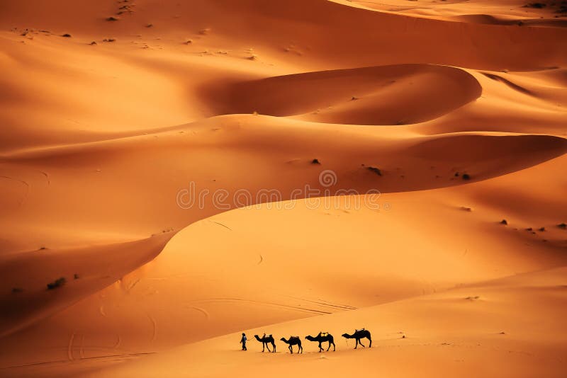 Velbloudí karavana prochází přes písečné duny v Poušti Sahara, Maroko.