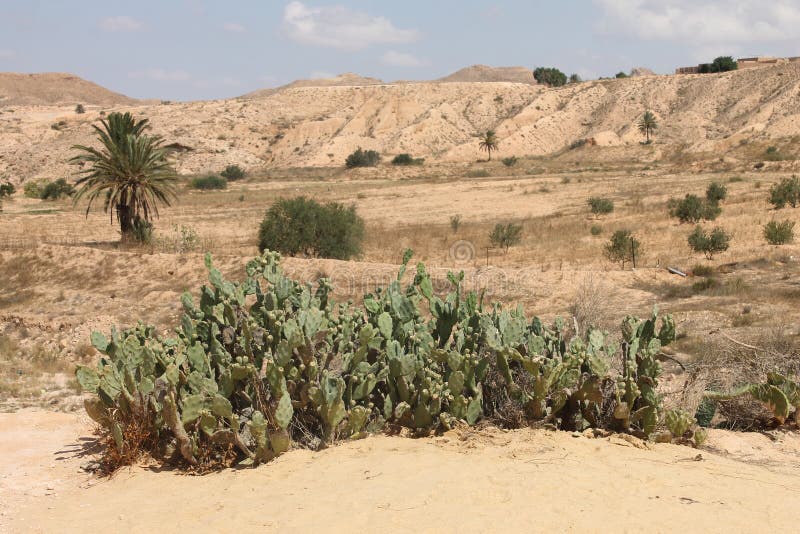 Největší poušť v, prodloužení mezi 800 a 1, 200 km a na nejméně 3, 000 km východ na západ, pokrývá oblast z včetně pozemky z alžírsko, maroko, Libye, tunisko a.