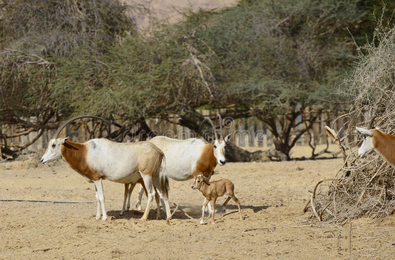 Sahara scimitar Oryx in nature reserve