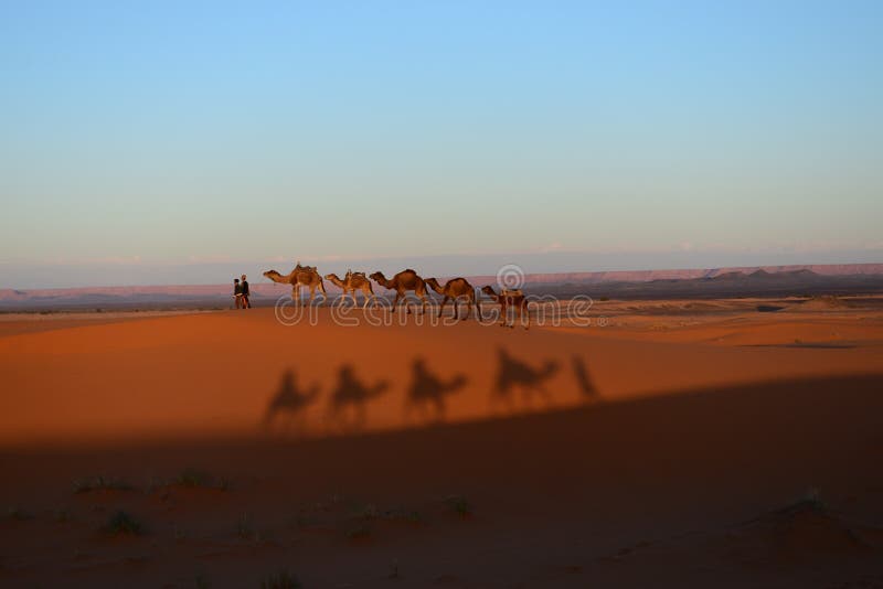 Sahara - wielbłąd. Erg Chebii jest częścią Sahara Pustynia jest w Maroko blisko Merzouga wiele wielbłądy żyją tutaj