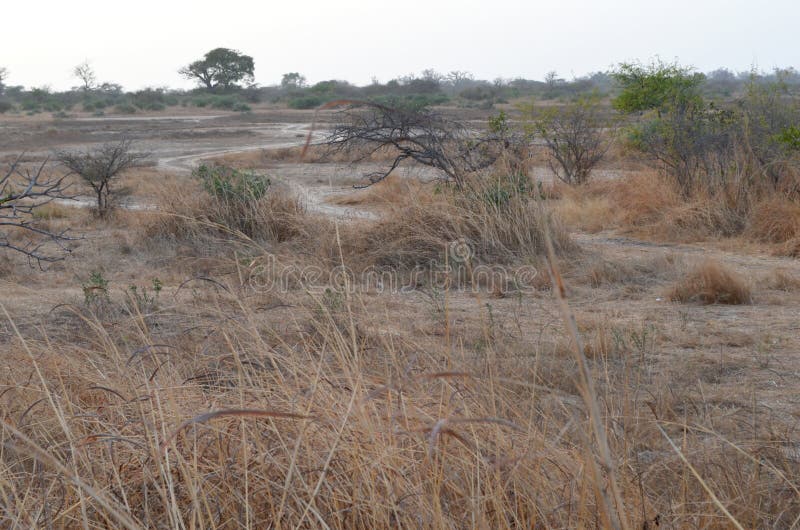 Dry savanna habitat in the Sahel belt region Senegal, Western Africa