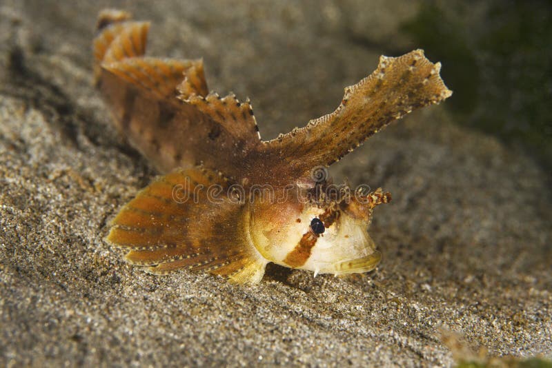 Sailfin Sculpin