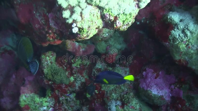 Sailfin à queue jaune Tang en Mer Rouge banque de vidéos