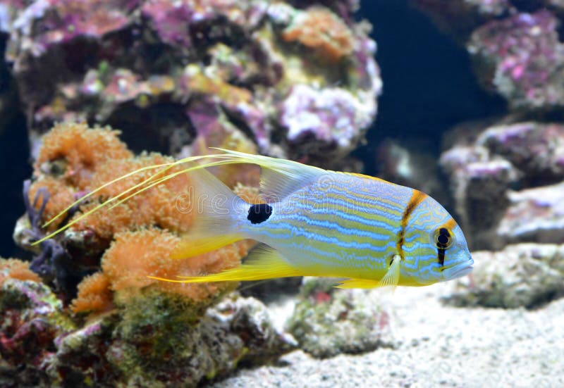 Sailfinsnapper eller blåfenad havsbraxen Symphorichtys Spilurus, tropisk korallfisk arkivbilder Sailfinsnapper eller blåfenad havsbraxen Symphorichtys Spilurus, tropisk korallfisk arkivbilder