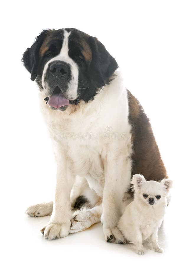 Saint Bernard Chihuahua Stock Photos Free & RoyaltyFree Stock Photos