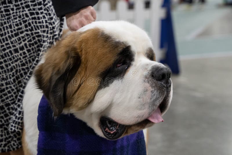 Saint Bernard Close Up with Mouth Open in Shallow Depth of Field Stock