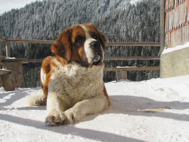 Saint Bernard dog