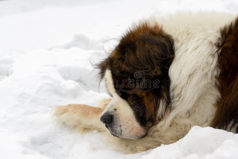 Saint bernard pes ležící na sněhu během hluboké zimy