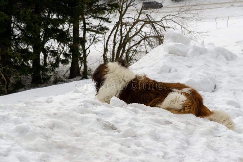 Saint Bernard dog lying on the snow on hill during winter.