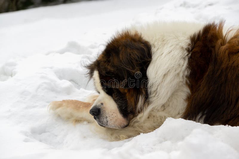 Saint Bernard dog lying on the snow on hill during winter.