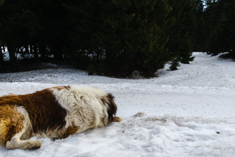 Saint Bernard dog lying on the snow on hill during winter.