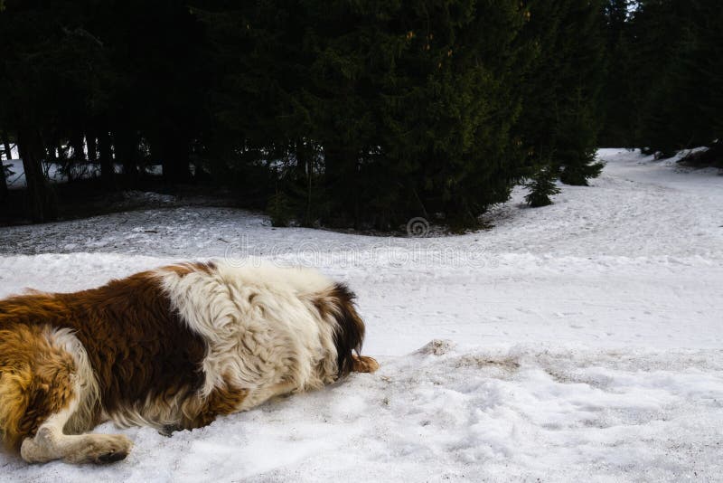 Saint Bernard dog lying on the snow on hill during winter.