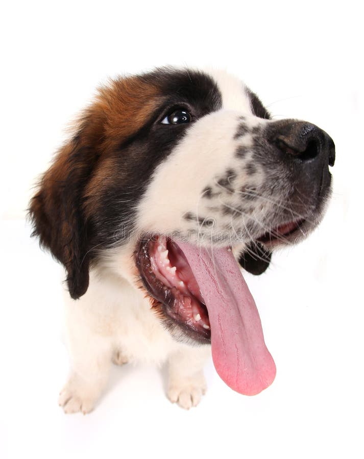 Saint Bernard Puppy Looking Sideways on White Back