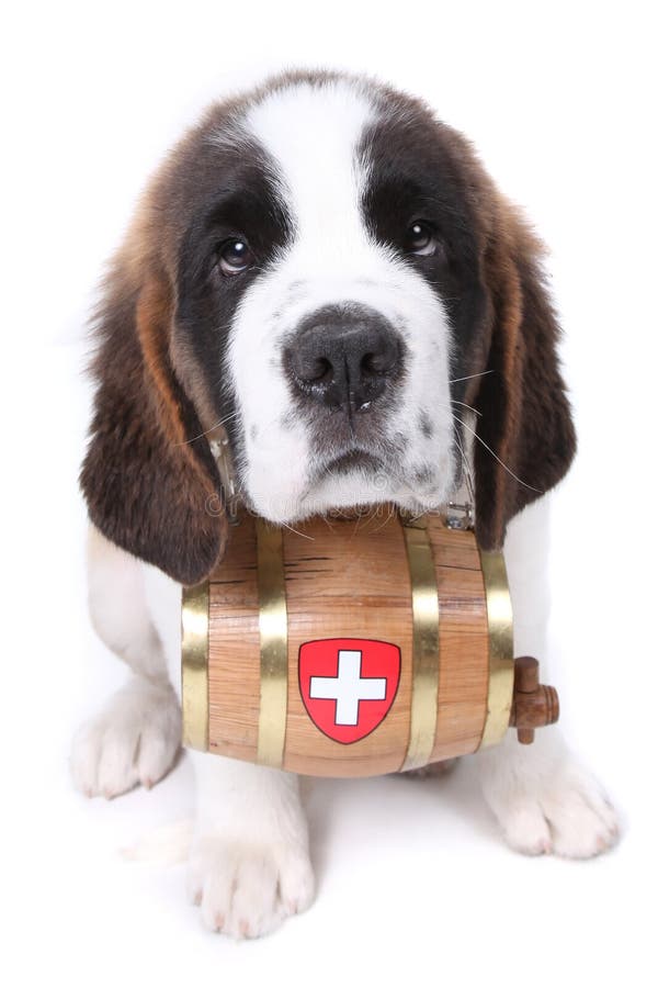 A Saint Bernard puppy with rescue barrel stock photo A Saint Bernard puppy with rescue barrel stock photo