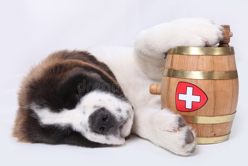 A Saint Bernard Puppy With Rescue Barrel Stock Image - Image of young