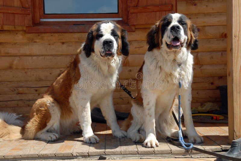 Couple of St. Bernardine Dogs in Swiss Alps Stock Image Image of cute
