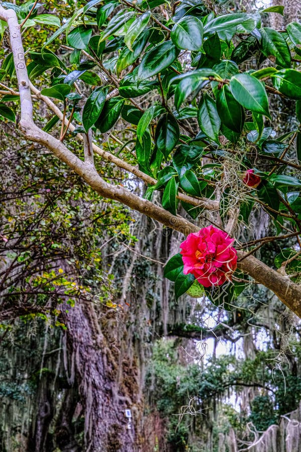 Rose and Spanish Moss