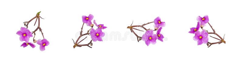 Saintpaulia African violets pink flowers isolated on white background royalty free stock photography Saintpaulia African violets pink flowers isolated on white background royalty free stock photography