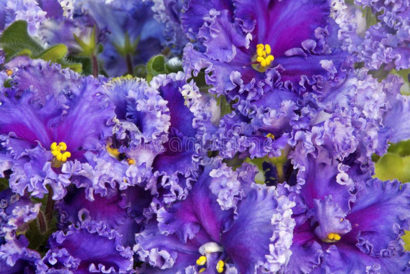 Colori Violetto-chiaro Dei Petali Del Primo Piano Di Saintpaulia Immagine Stock - Immagine di ...