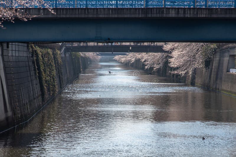 Saison de fleurs de cerisier à Tokyo à la rivière de Meguro, Japon image libre de droits Saison de fleurs de cerisier à Tokyo à la rivière de Meguro, Japon image libre de droits
