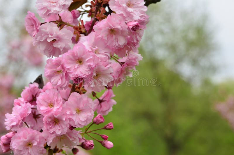 Saison de printemps Branche japonaise de cerisier dans la fleur image stock Saison de printemps Branche japonaise de cerisier dans la fleur image stock