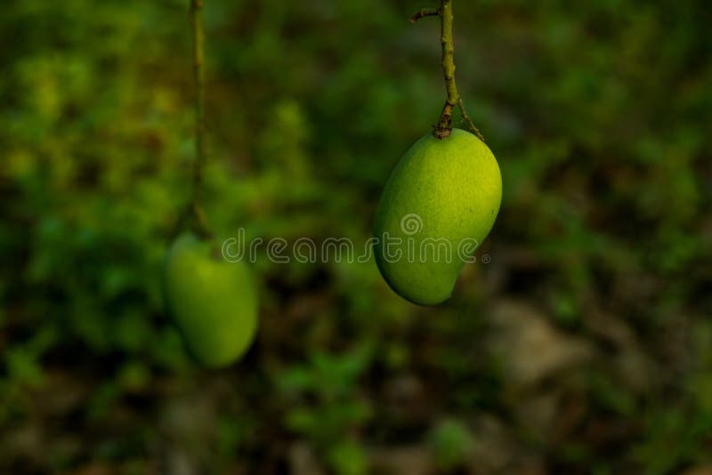 Saisonale unreife Frucht ist Mango, die eine sehr leckere süße Frucht ist lizenzfreie stockbilder
