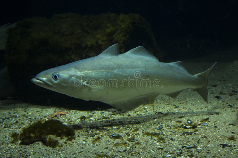 Stockfish. Sabrefish on the Table. Stock Image - Image of healthy, sichel:  82572365