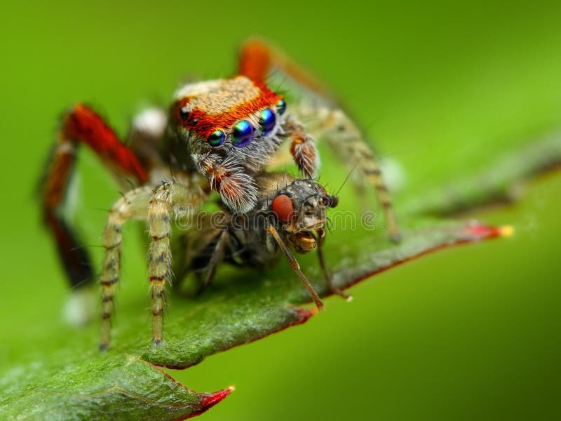 Saitis barbipes jumping spider