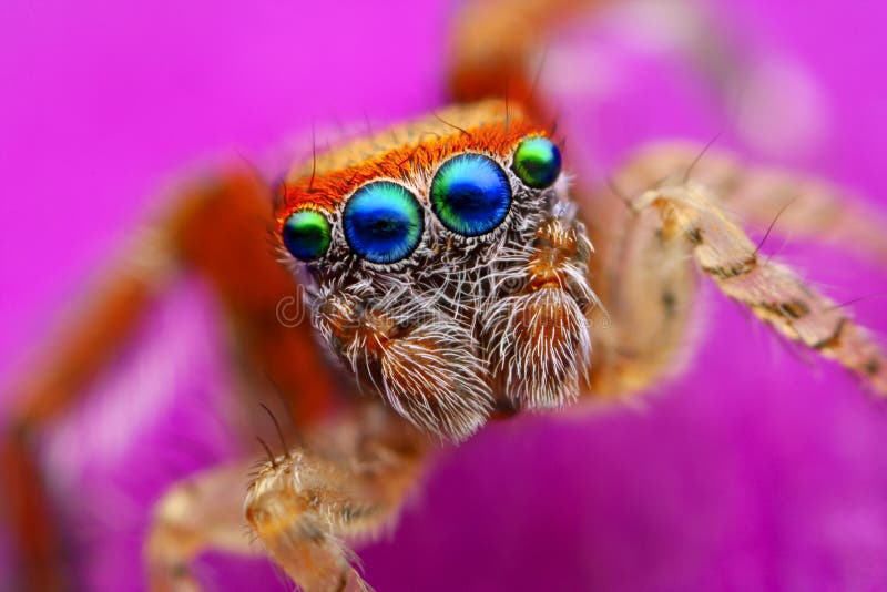 Saitis barbipes jumping spider from Spain
