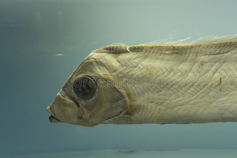 Sakegashira ribbon fish in fish tank. royalty free stock photography