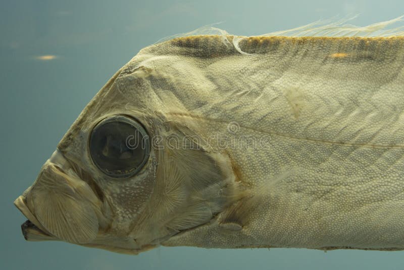 Sakegashira ribbon fish in fish tank. stock photo