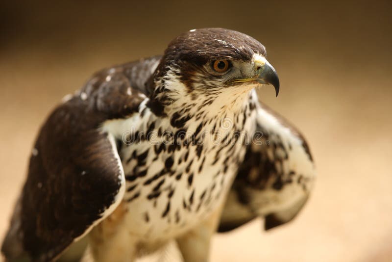 Saker Falcon