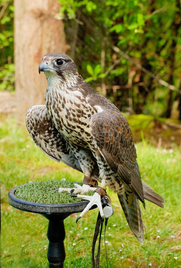 Saker Falcon