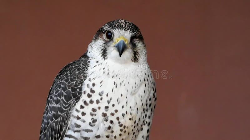 Saker saqr falcon falco cherrug hybride mix head shot très proche. fauconnerie ou tenir des faucons et les courir au milieu banque de vidéos