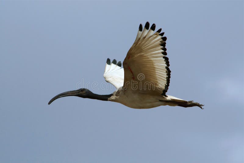 Sakrala ibis