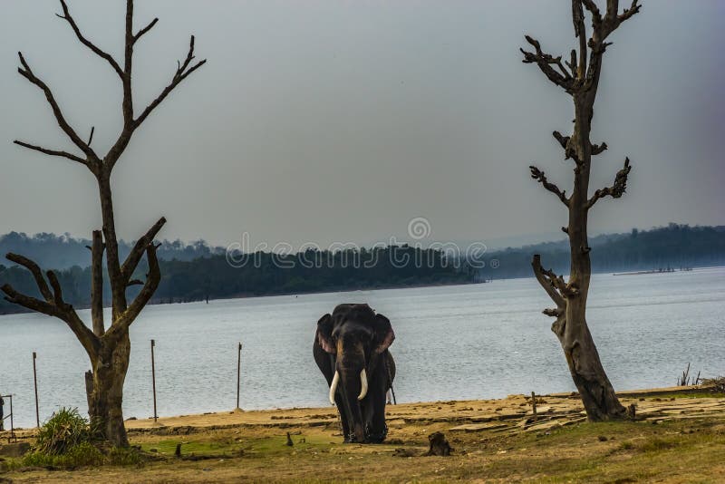 Sakrebyle Elephant Camp, Karnataka India Stock Image Image of ears