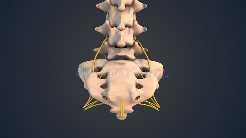 Nerves in this region include the sacral nerves, which arise from the sacral plexus. These nerves innervate the lower back, pelvis, perineum, and lower limbs. The coccygeal nerves arise from the coccygeal plexus and innervate the skin over the coccyx. Nerves in this region include the sacral nerves, which arise from the sacral plexus. These nerves innervate the lower back, pelvis, perineum, and lower limbs. The coccygeal nerves arise from the coccygeal plexus and innervate the skin over the coccyx.