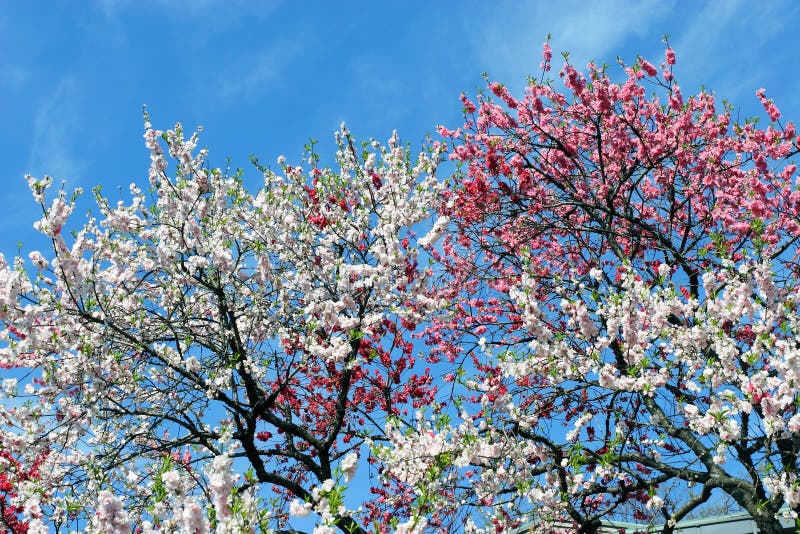 Sakura stock image. Image of culture, botany, flower - 18349819