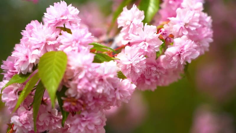 Sakura aux fleurs de cerisier rose. La floraison printanière des arbres et de la nature clips vidéos