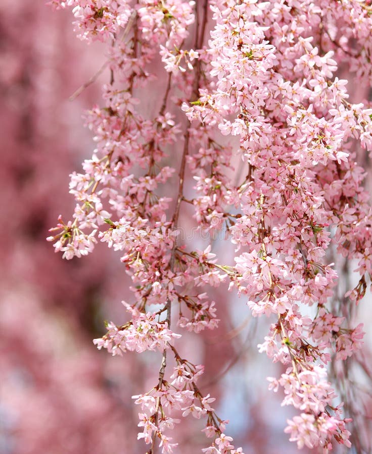 Sakura. bellissimo fiore di ciliegio fotografie stock