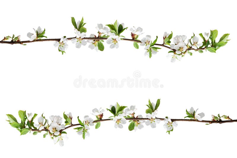 Sakura blommor som isoleras på vit bakgrund royaltyfria bilder Sakura blommor som isoleras på vit bakgrund royaltyfria bilder