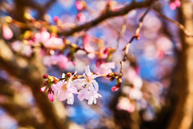 Sakura Bloom on Tree Branch Stock Image - Image of cherry, branch ...