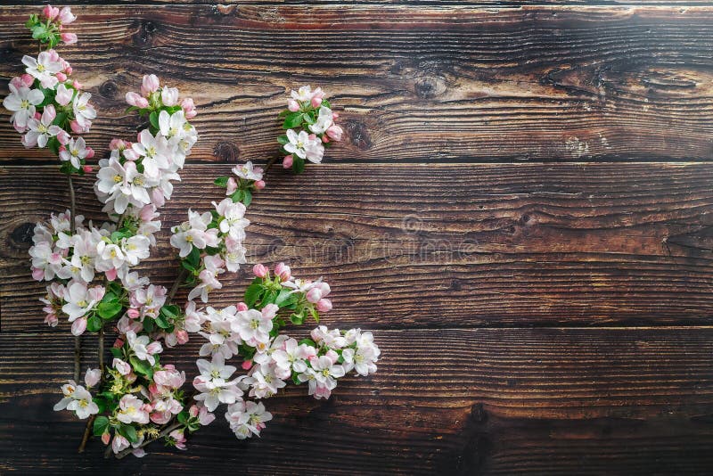 Sakura blooming on a dark rustic wooden background. Spring background with blossoming apricot branches and cherry branches royalty free stock photos Sakura blooming on a dark rustic wooden background. Spring background with blossoming apricot branches and cherry branches royalty free stock photos