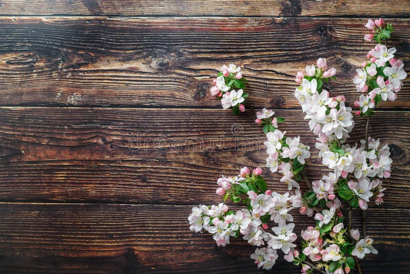 Sakura blooming on a dark rustic wooden background. Spring background with blossoming apricot branches and cherry branches