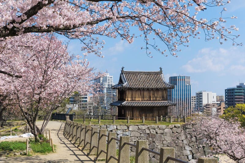 Sakura blooming at Fukuoka castle, Japan